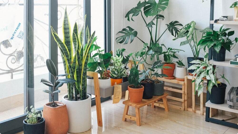 Garden room plants by a window