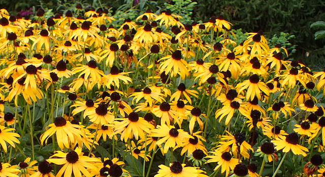 Rudbeckia Goldsturm