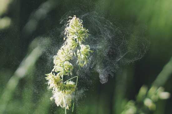 alergia-na-pylki-na-brzoze-na-trawy-jak-zlagodzic