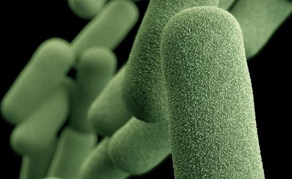 Zielona bakteria na paznokciu