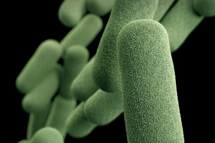 Zielona bakteria na paznokciu