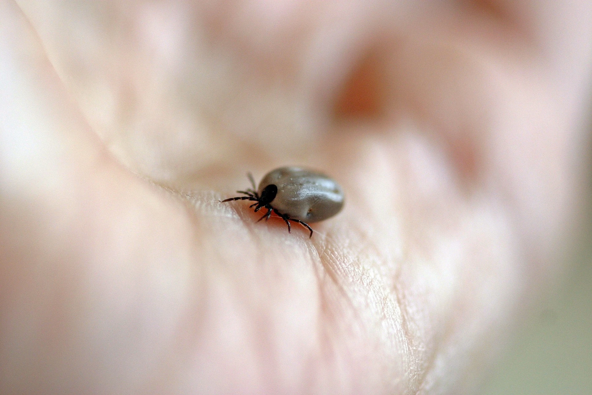 Tularemia – źródła zakażenia, objawy i leczenie