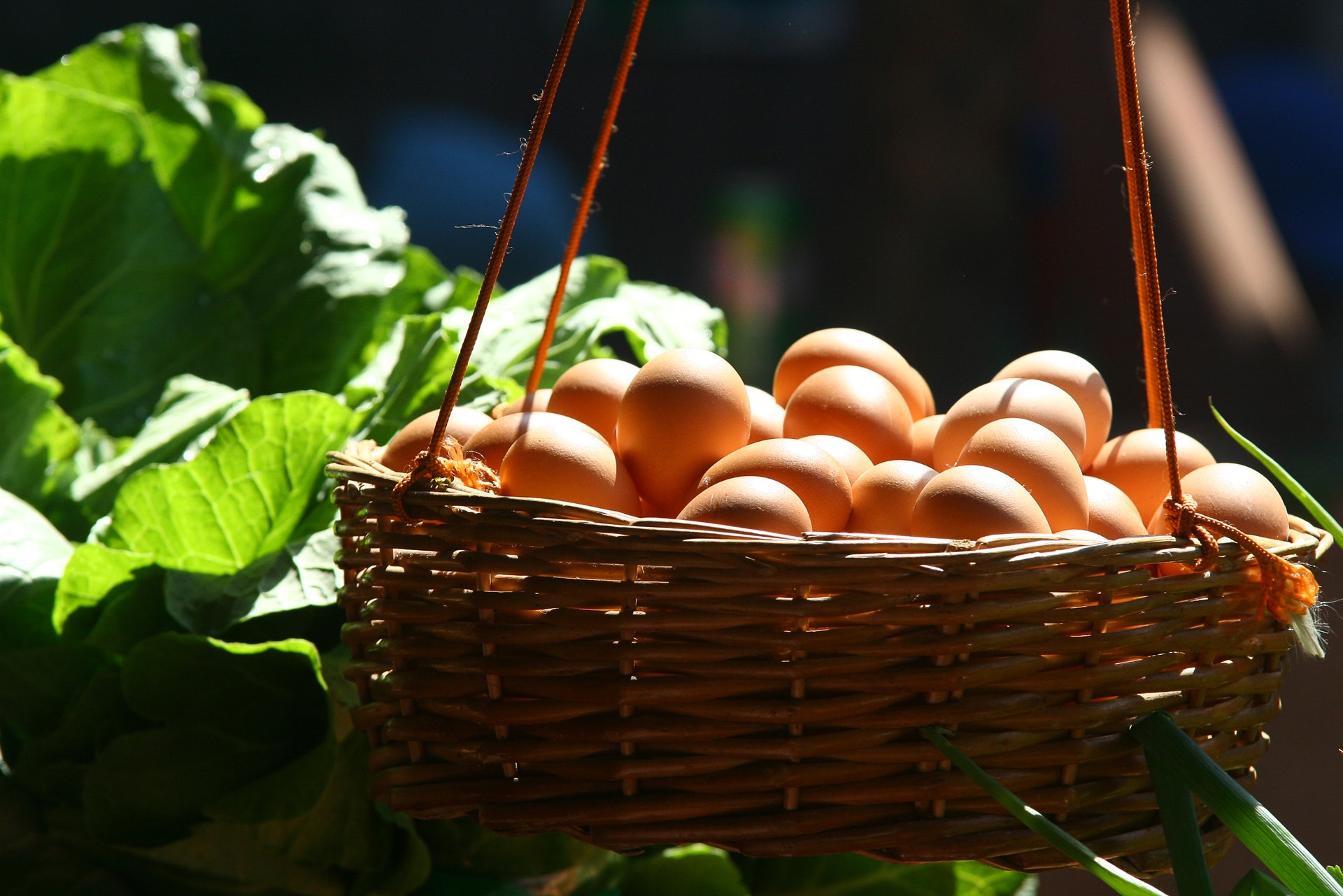 Dieta Jajeczna – Jakie Daje Efekty? Jakie Są Zasady? | Welbi.pl