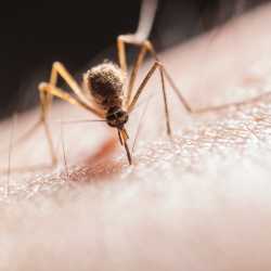 witamina-b-na-komary-ktora-skutecznie-je-odstraszy