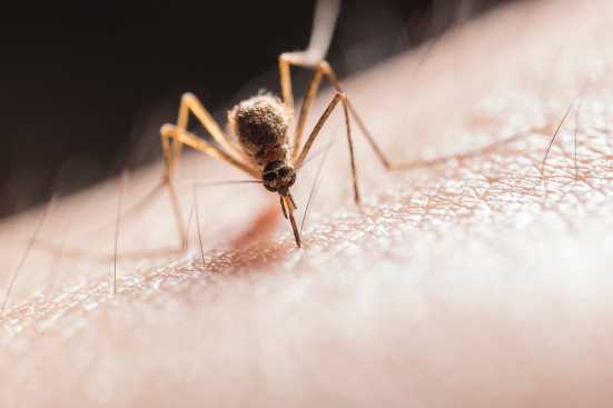 ocet-na-komary-skuteczny-domowy-sposob