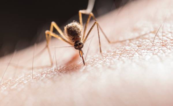ocet-na-komary-skuteczny-domowy-sposob