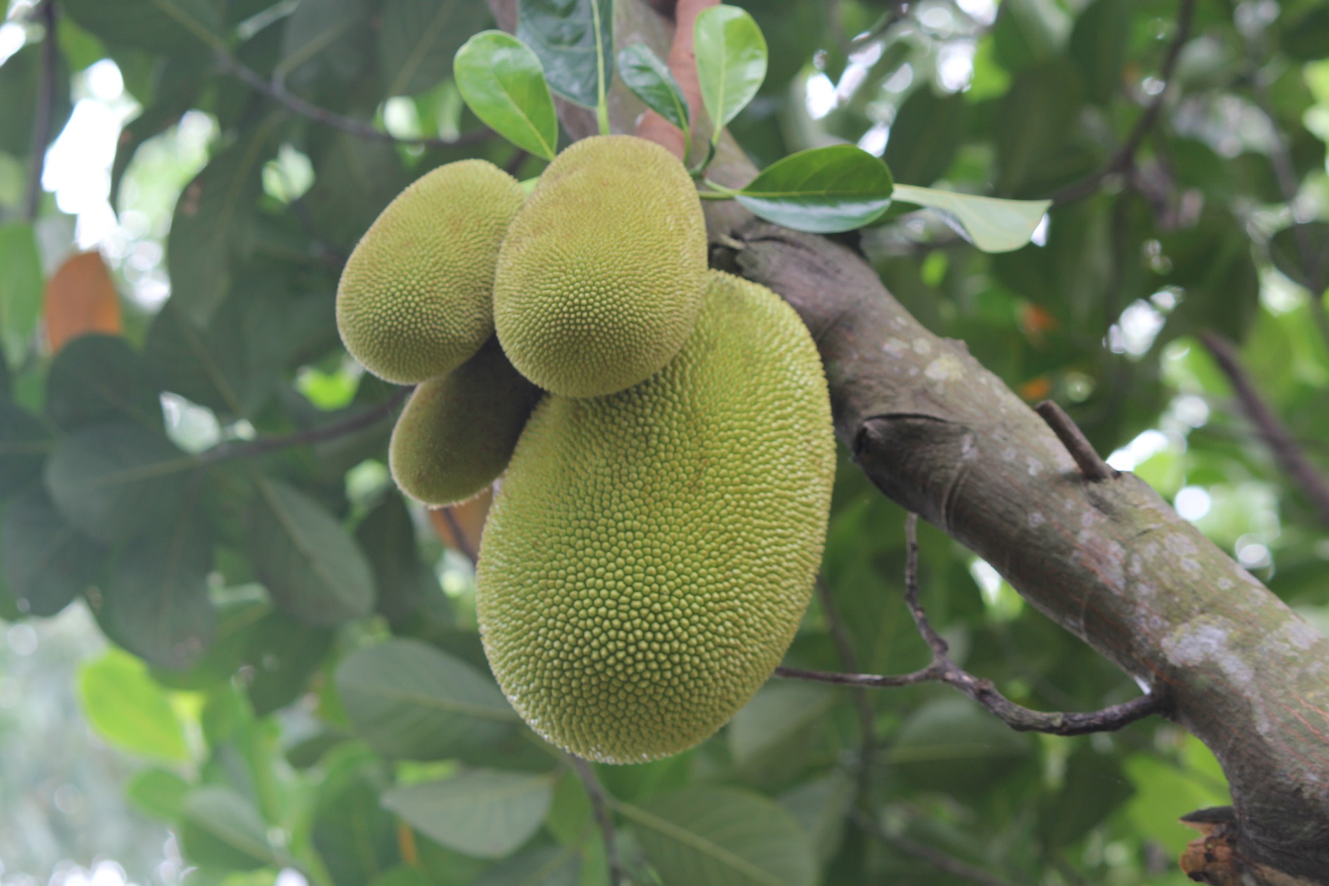 jackfruit-zolty-zielony-co-to-za-owoc-wlasciwosci