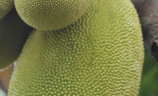 jackfruit-zolty-zielony-co-to-za-owoc-wlasciwosci