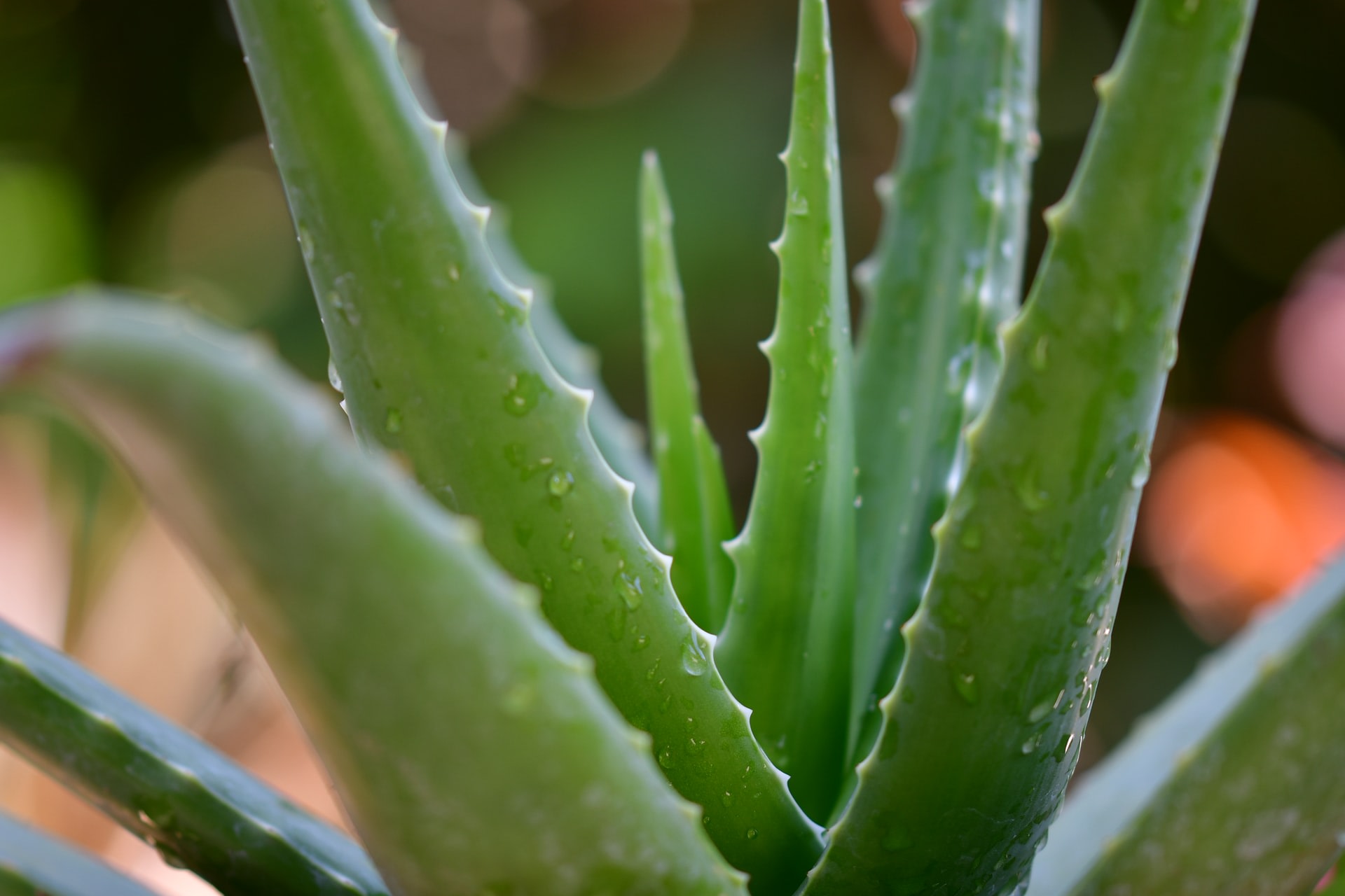 aloes-jakie-ma-wlasciwosci-lecznicze-i-zastosowanie