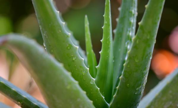 aloes-jakie-ma-wlasciwosci-lecznicze-i-zastosowanie