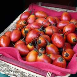 tamarillo-pomidor-drzewiasty-jak-jesc-ten-owoc