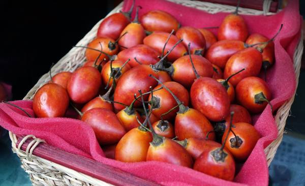 tamarillo-pomidor-drzewiasty-jak-jesc-ten-owoc