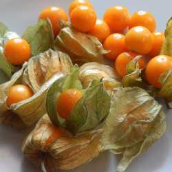 physalis-miechunka-co-to-jest-jak-jesc