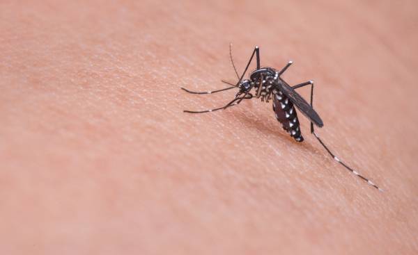 wirus-zika-co-to-objawy-leczenie-szczepionka
