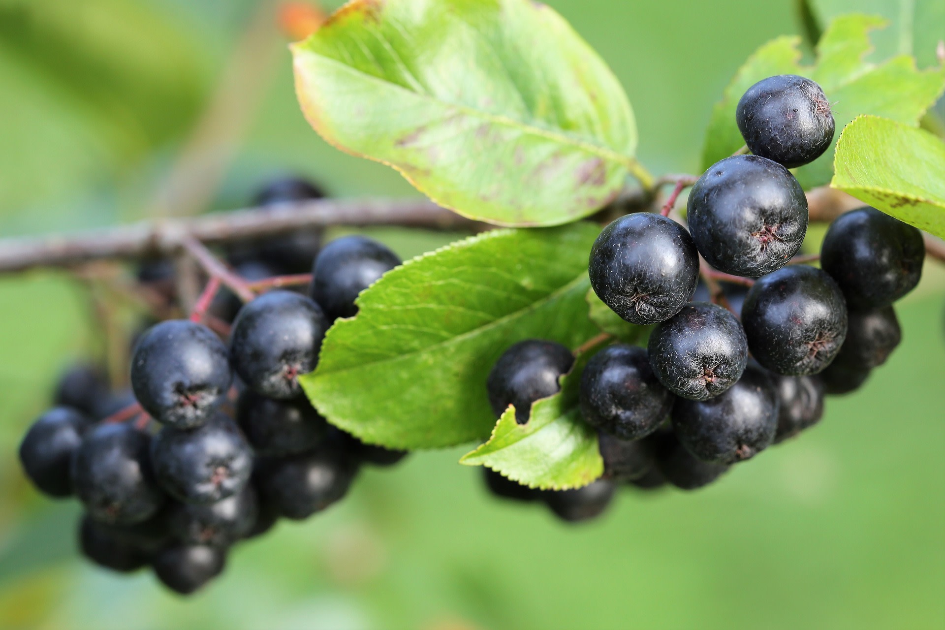 aronia-wlasciwosci-kosmetyczne-i-lecznicze