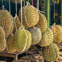 durian-owoc-jak-wyglada-pachnie-i-smakuje