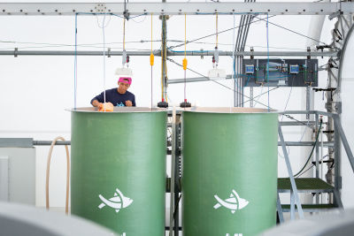 Blue Ocean Mariculture employee with green industrial vats