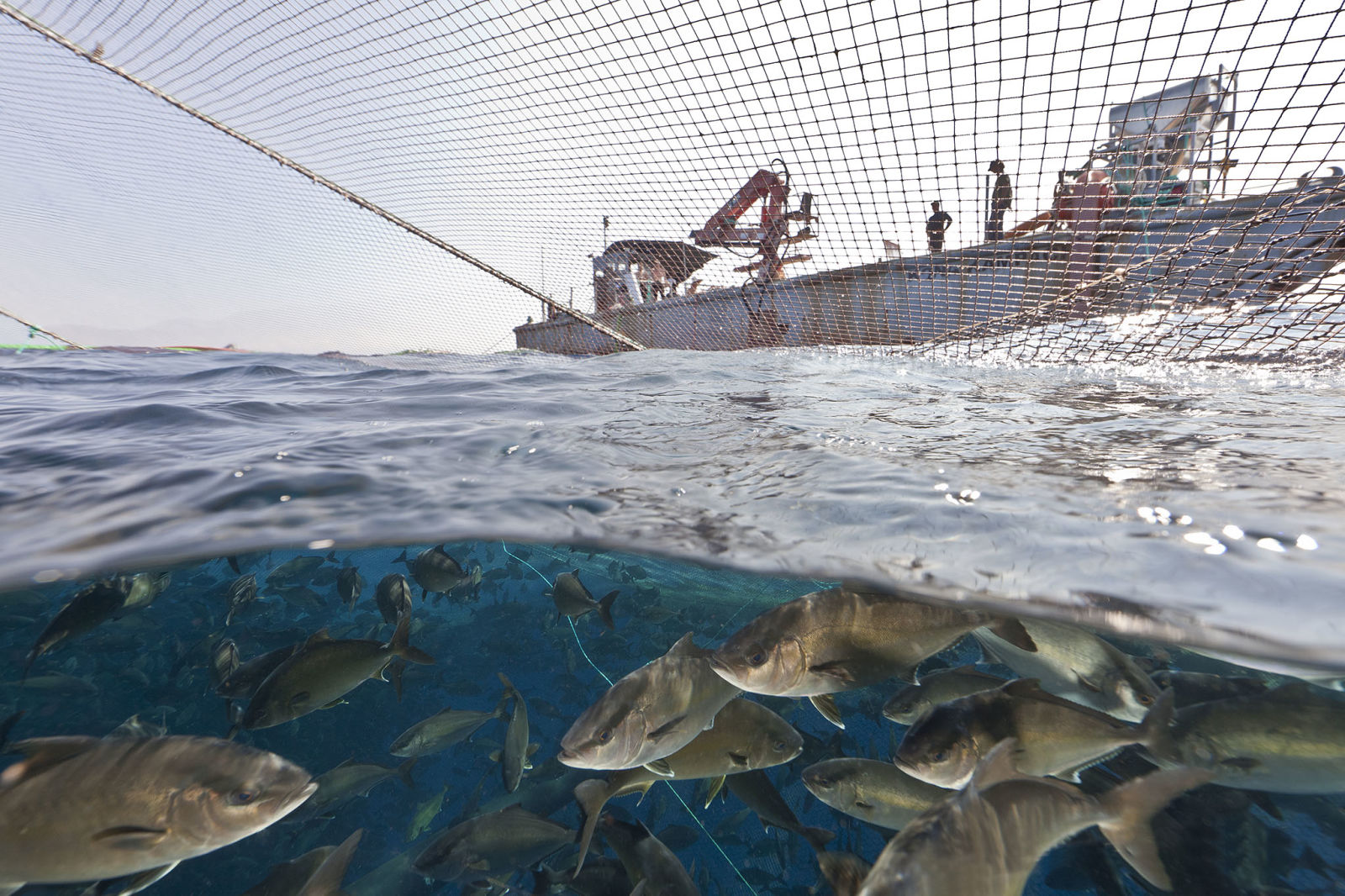 Partial underwater view of fish being caught in a Blue Ocean Mariculture net