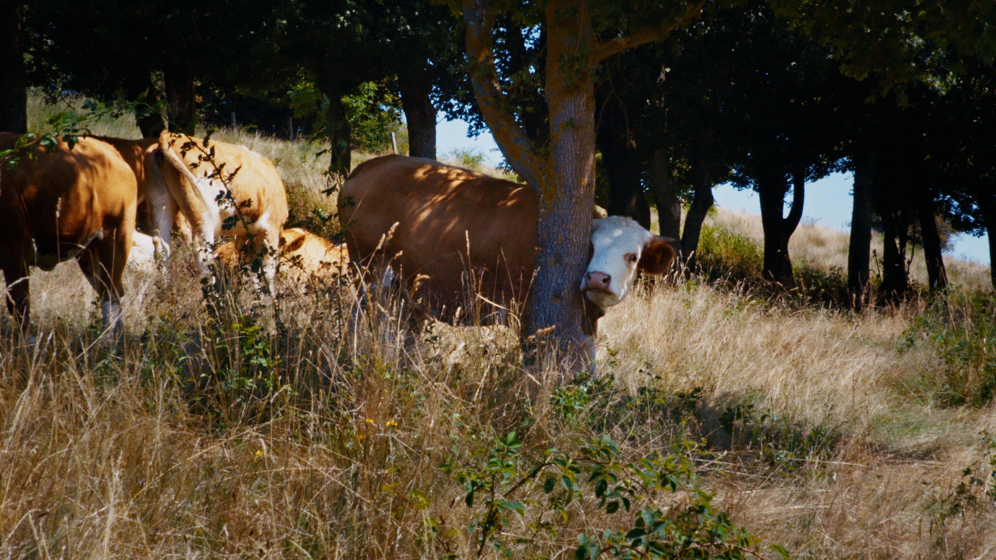 Szenenbild zu Ehrenamt - Eine Kulturreise im ländlichen Raum