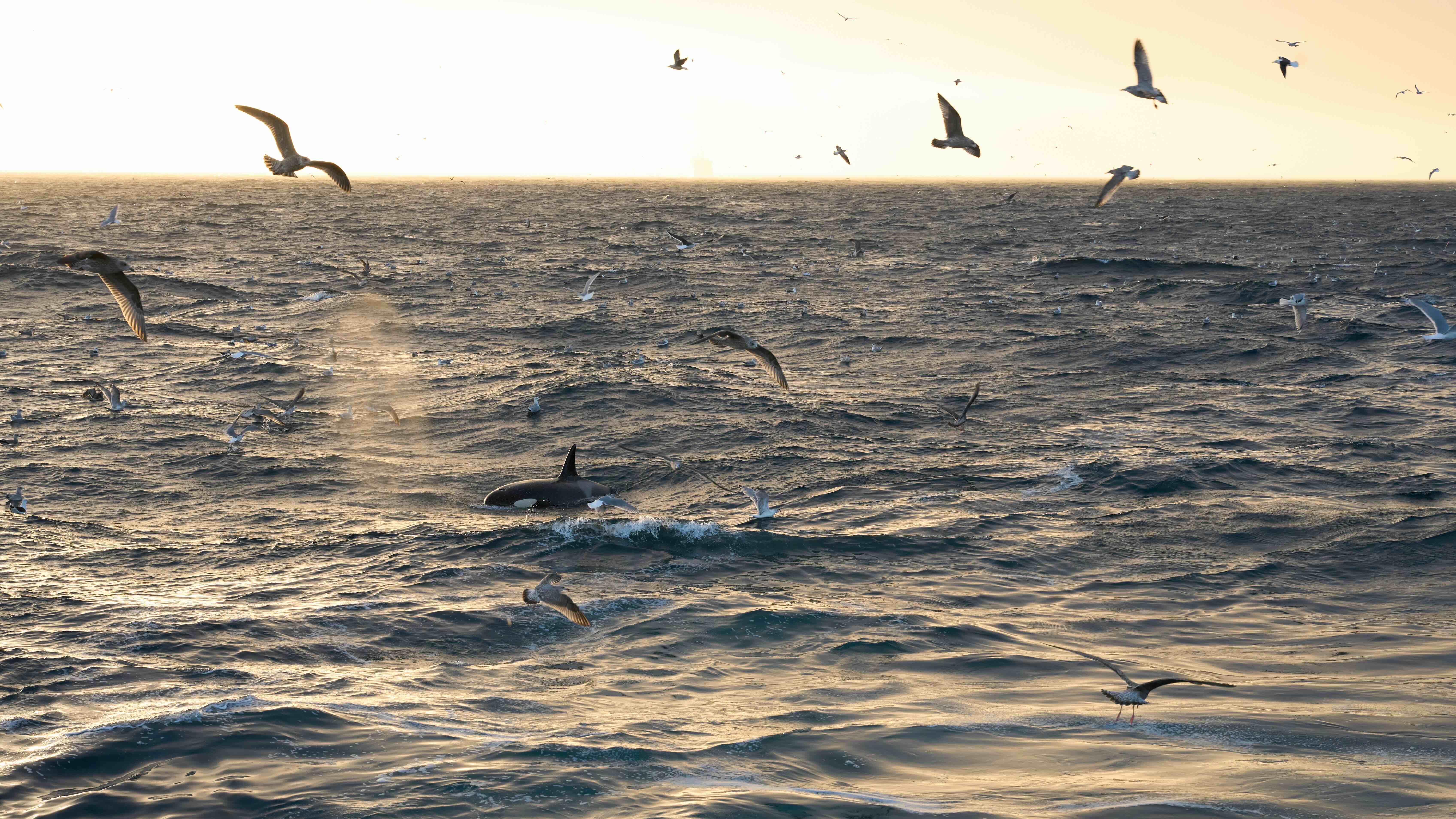 Szenenbild zu Die wilde Nordsee - Natur, die sich nicht zähmen lässt