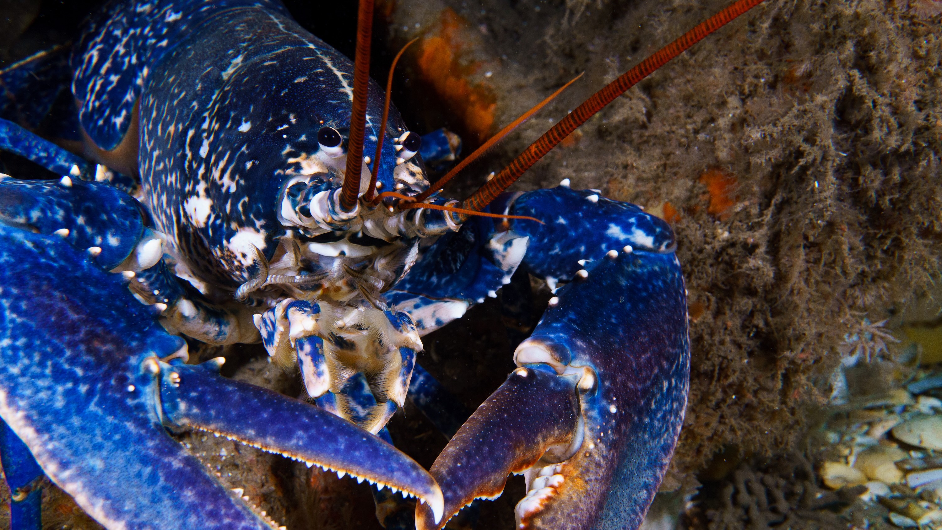 Szenenbild zu Die wilde Nordsee - Natur, die sich nicht zähmen lässt