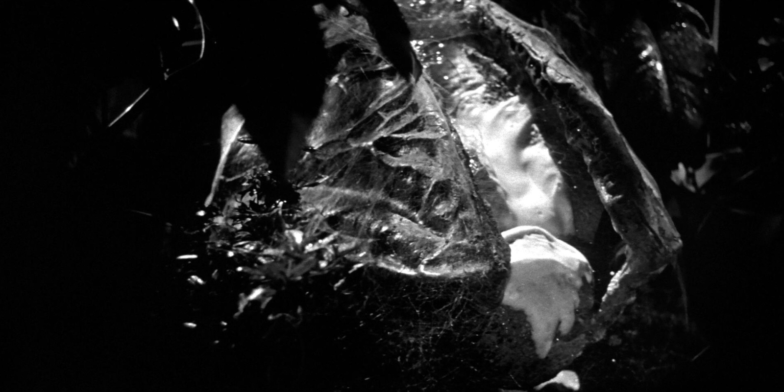 Szenenbild zu Invasion of the Body Snatchers / Die Dämonischen (1956)