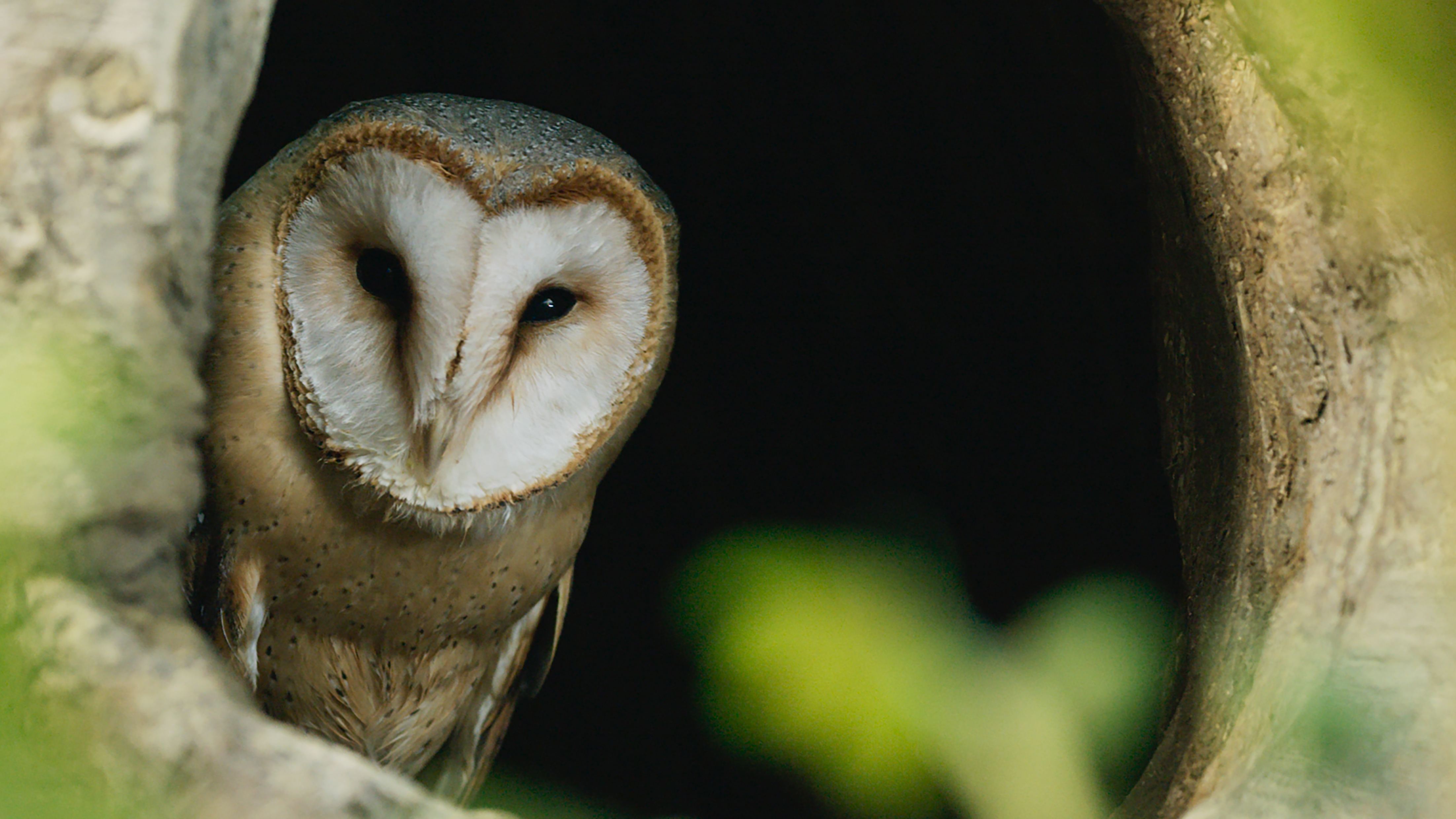 Szenenbild zu Die Eiche - Mein Zuhause