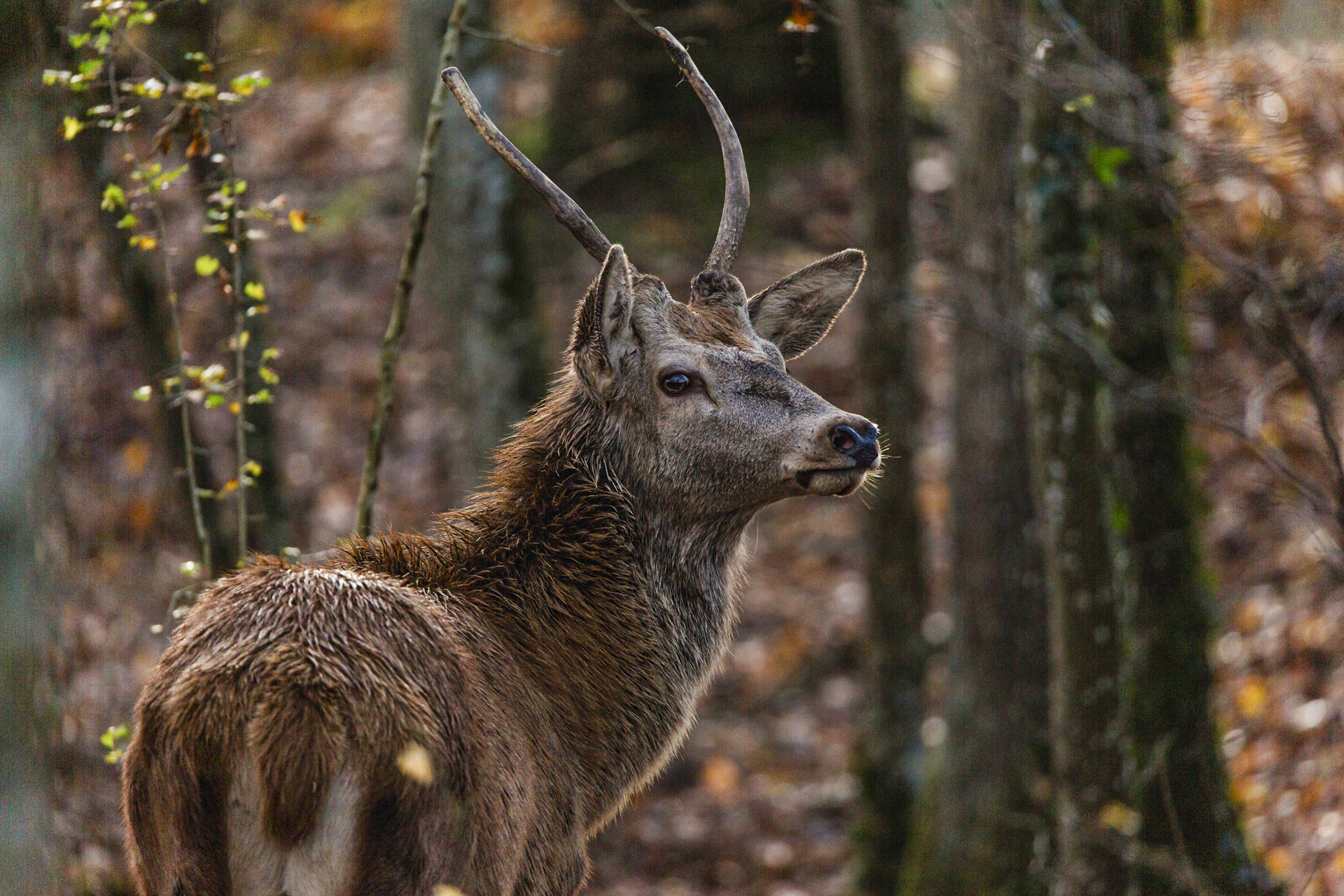 Szenenbild zu Bambi - Eine Lebensgeschichte aus dem Walde