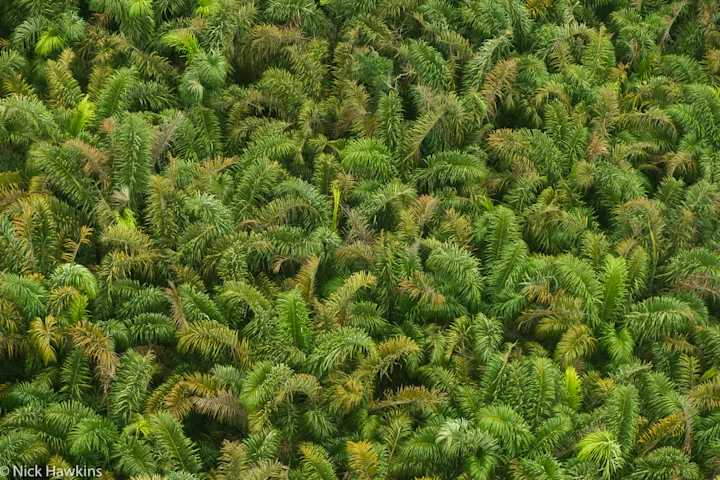 Szenenbild zu Patrol - Auf Patrouille durch den Regenwald