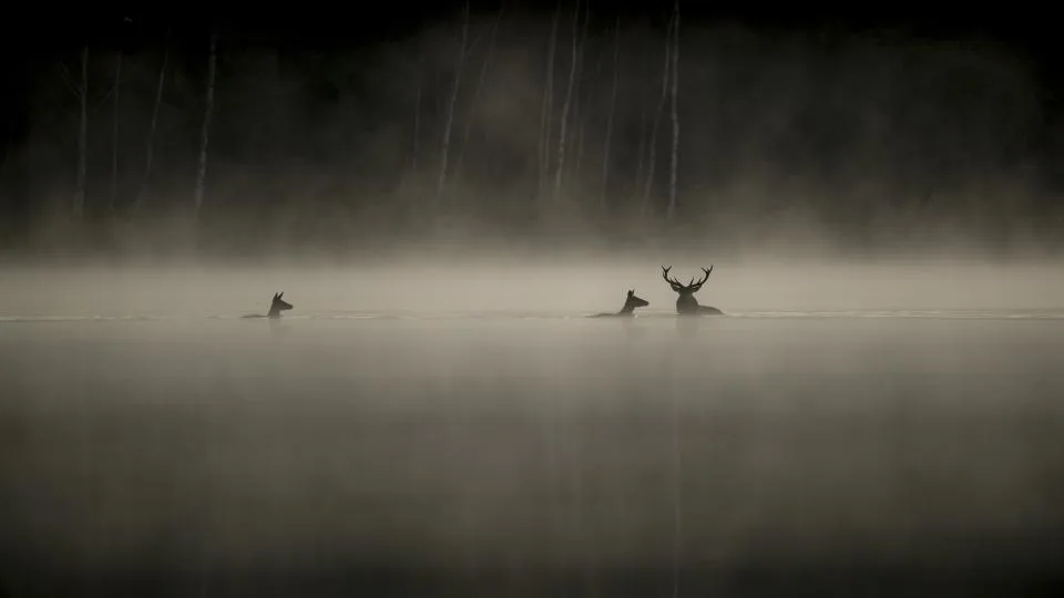 Szenenbild zu Das Flüstern der Wälder