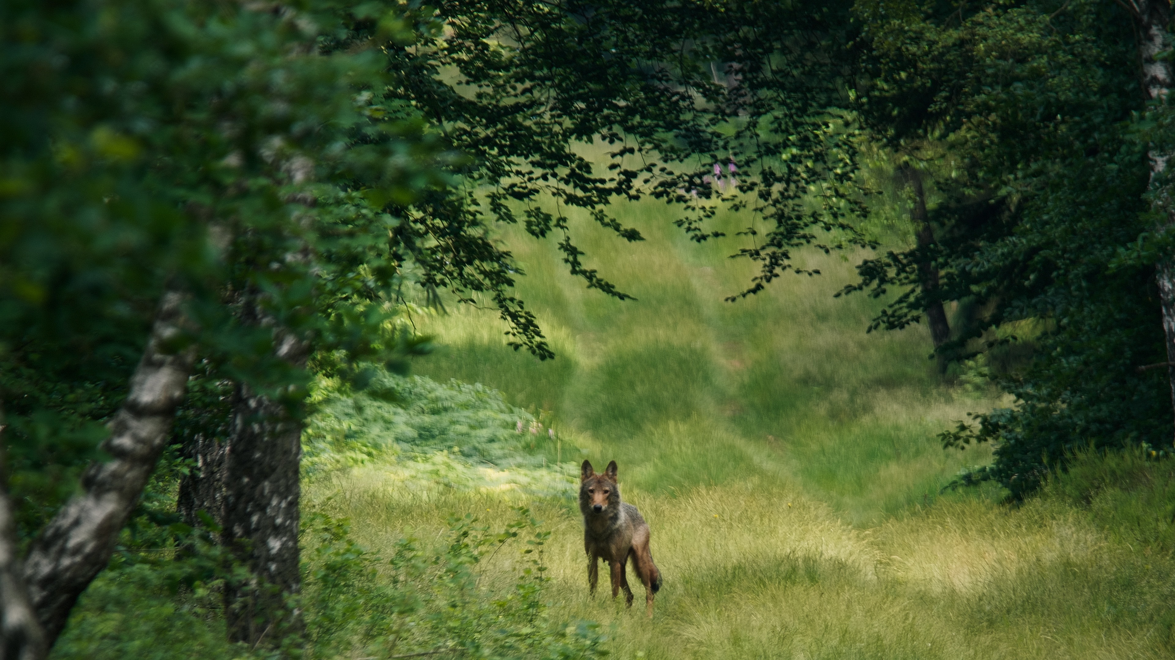 Szenenbild zu Im Land der Wölfe