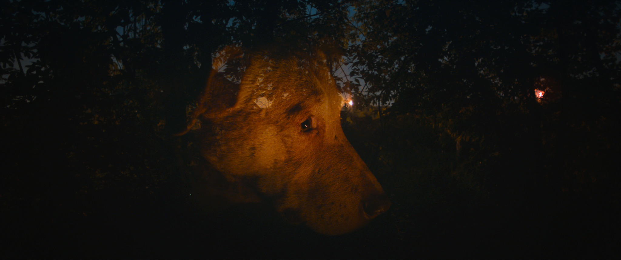 Szenenbild zu Dreaming Dogs