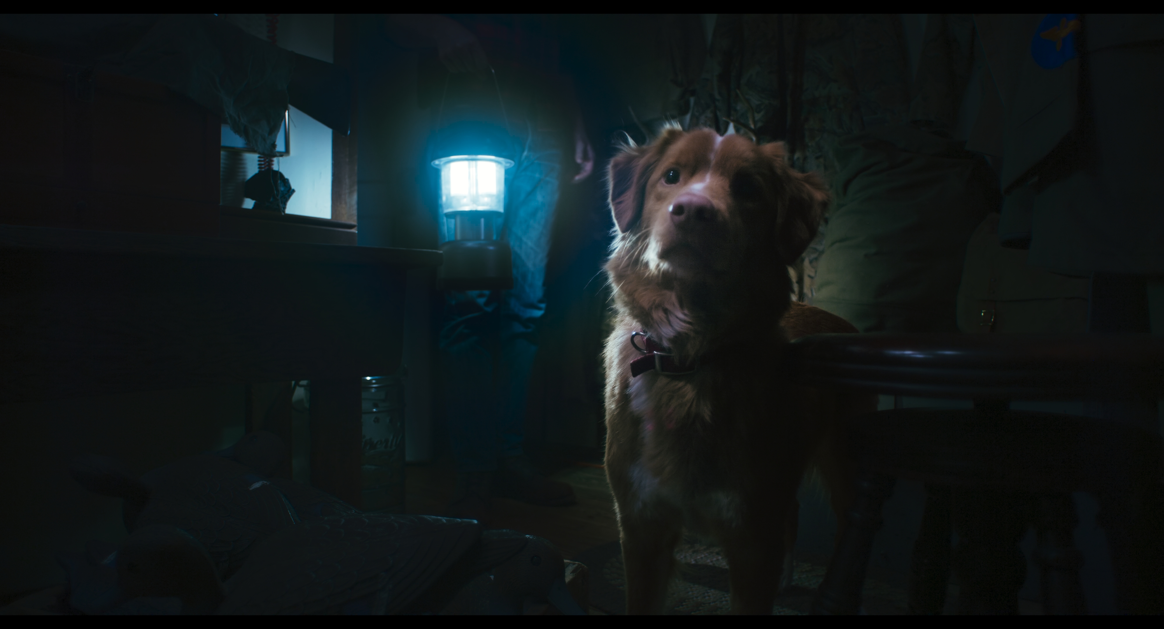 Szenenbild zu Good Boy - Trust his instincts