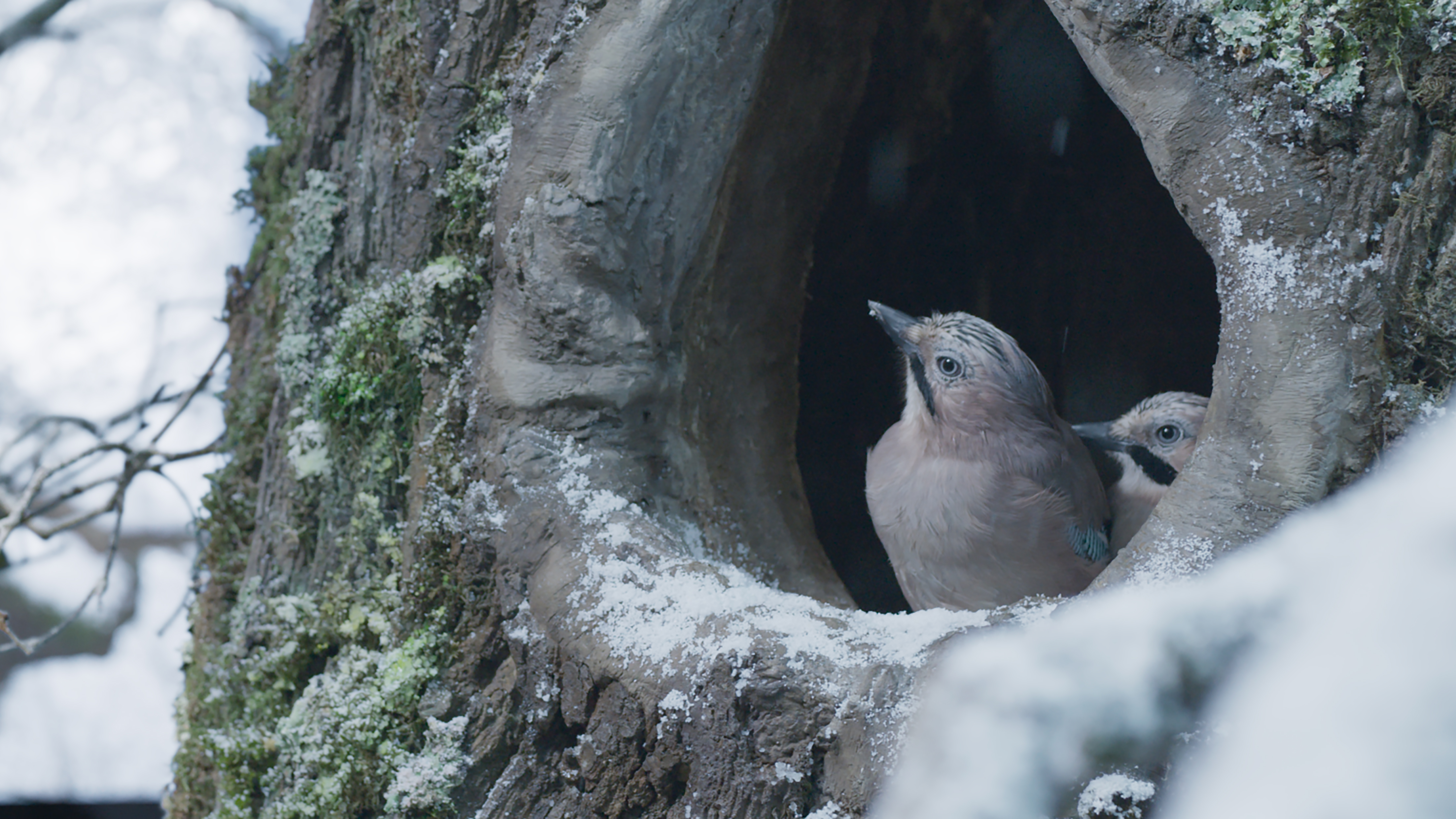 Szenenbild zu Die Eiche - Mein Zuhause