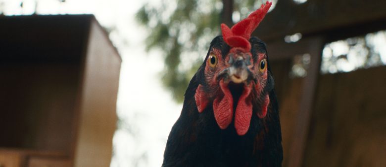 Szenenbild zu Lebensansichten eines Huhns