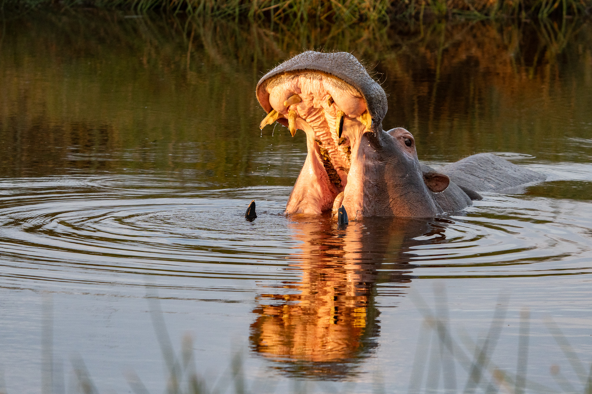 Szenenbild zu Running Kilimanjaro - Eine Reise jenseits des Limits