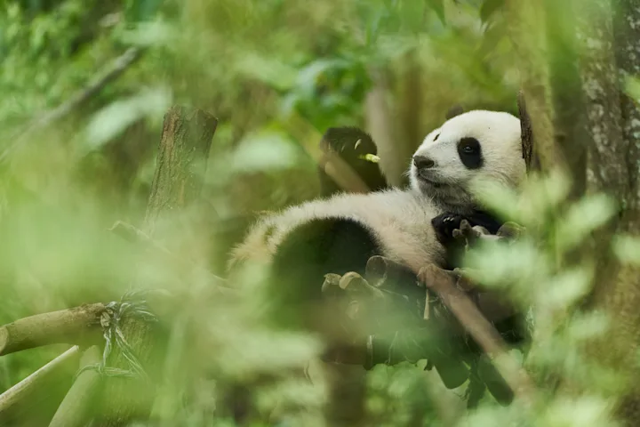 Szenenbild zu Moon, der Panda