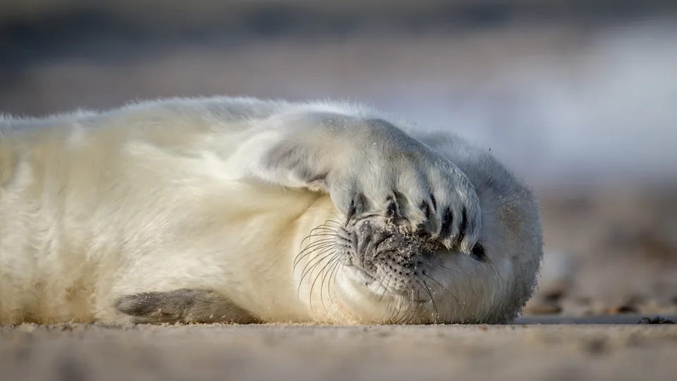 Szenenbild zu Die wilde Nordsee - Natur, die sich nicht zähmen lässt