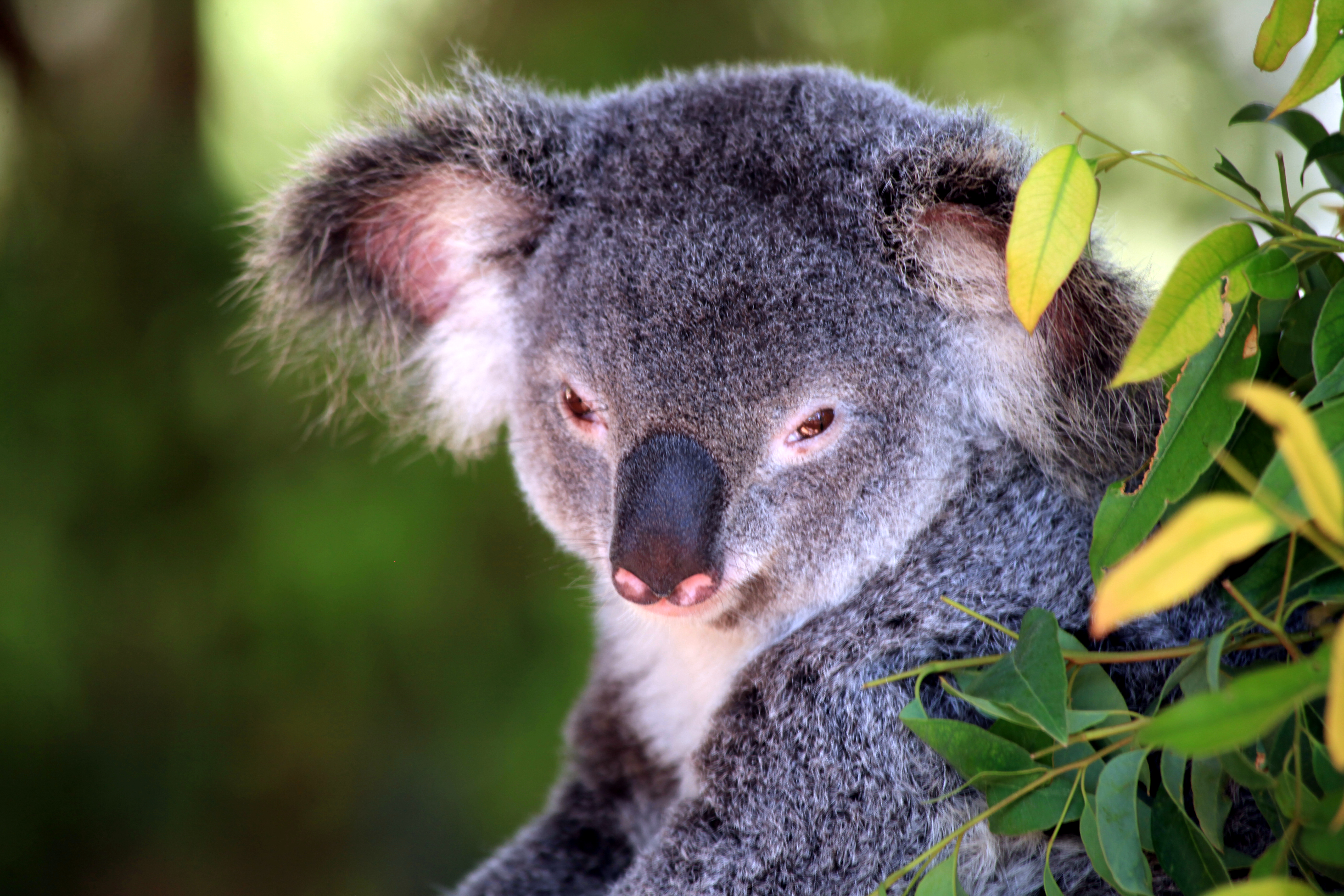 Szenenbild zu Australien in 100 Tagen