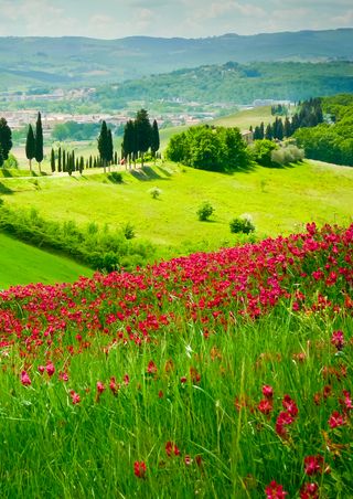 Filmplakat zu Toskana