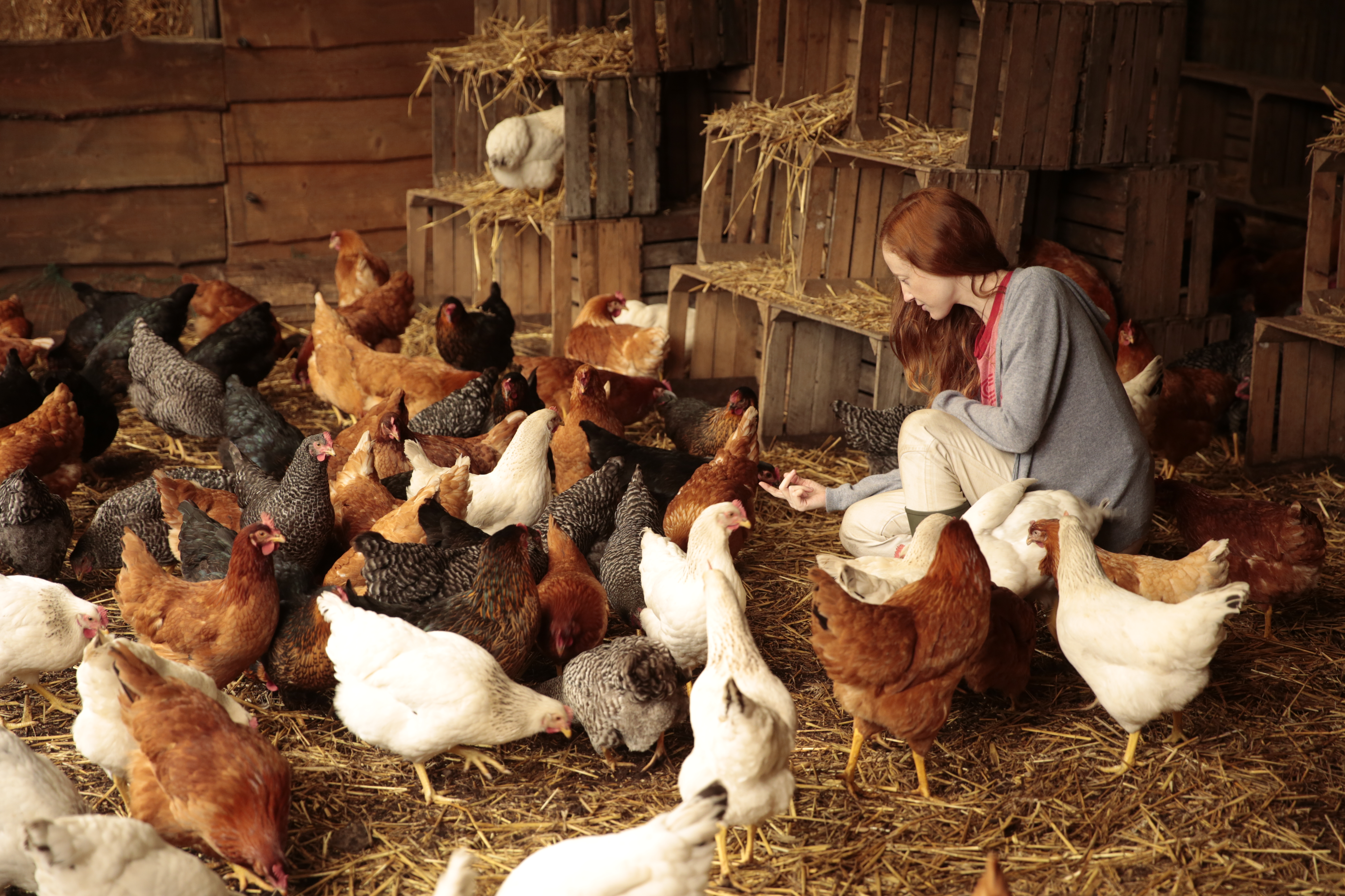 Szenenbild zu Funny Birds - Das Gelbe vom Ei