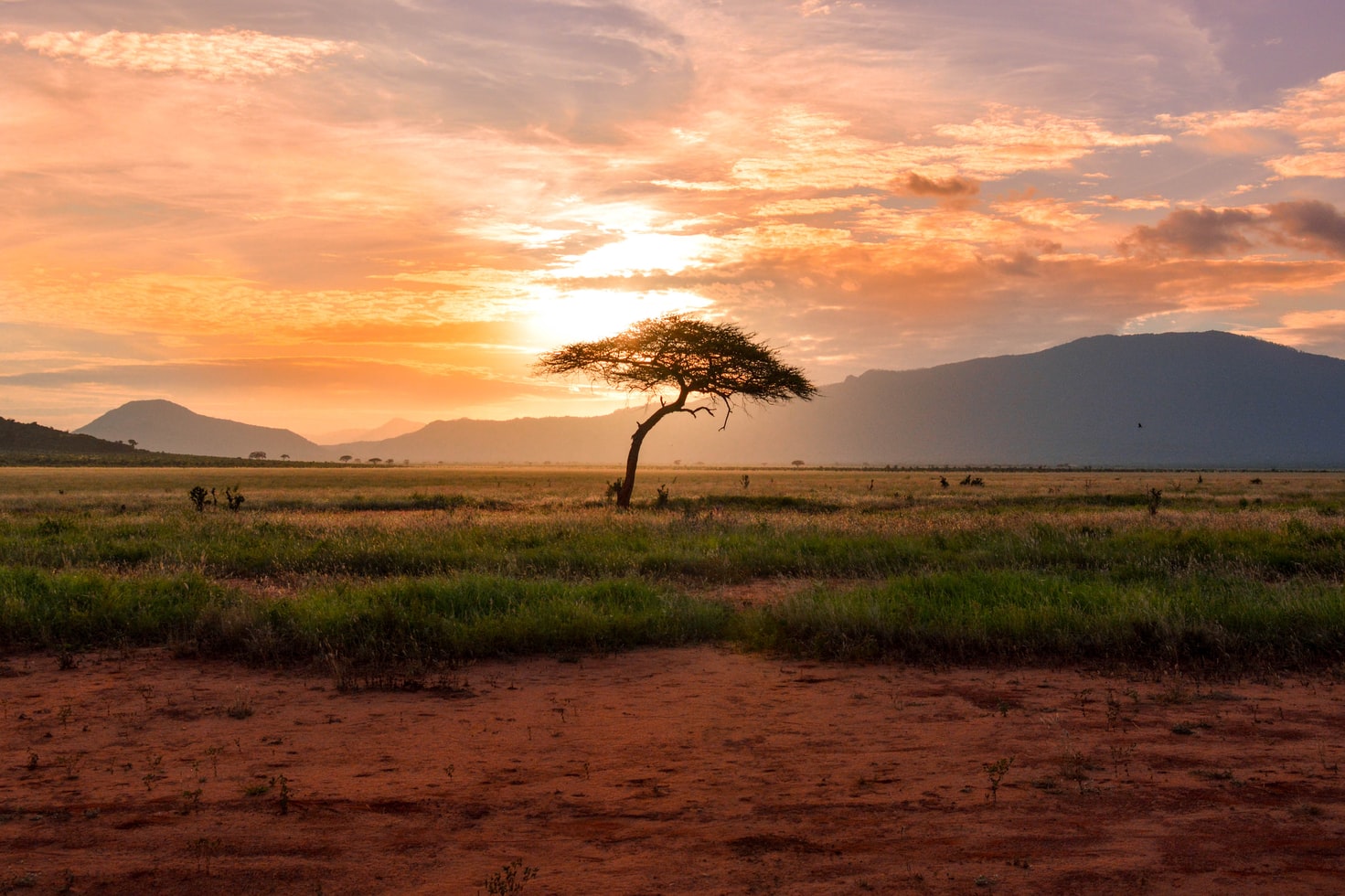 Sunset tree in Kenya Safari, Africa