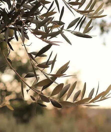 Nos Engagements Le Petit Marseillais