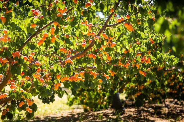 Манифест Le Petit Marseillais