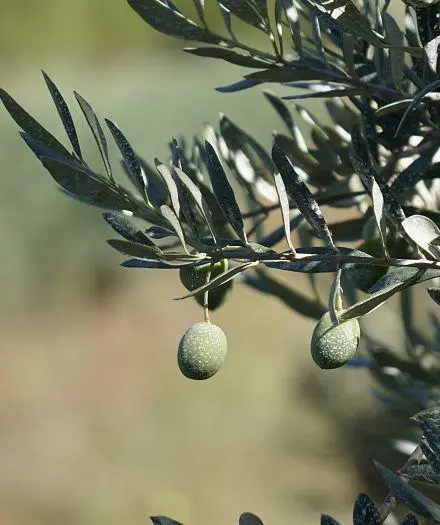 Notre histoire Le Petit Marseillais
