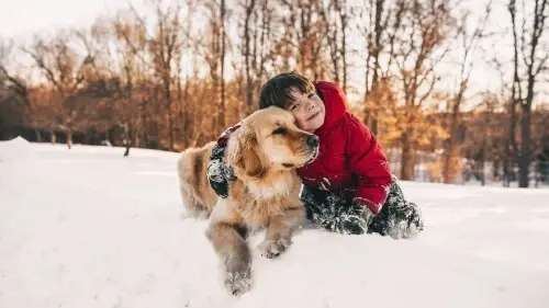 Аллергия на шерсть