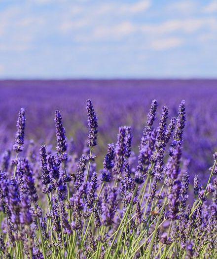 Sous le soleil de Provence