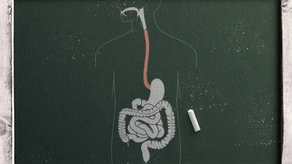 При гельминтозах возможно поражение органов пищеварения Схема строения пищеварительной системы человека, нарисованная мелом на доске