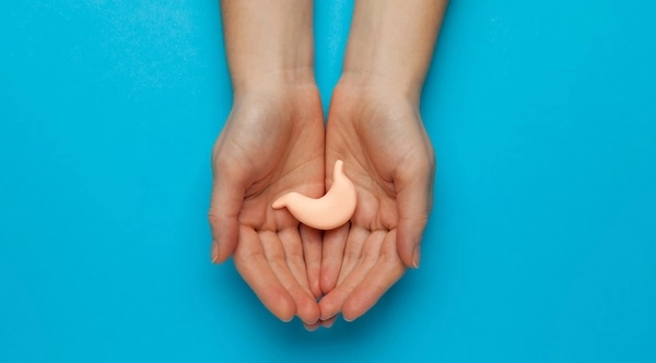 Макет желудка в ладонях