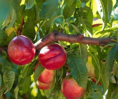 Nectarine, Ingrédient